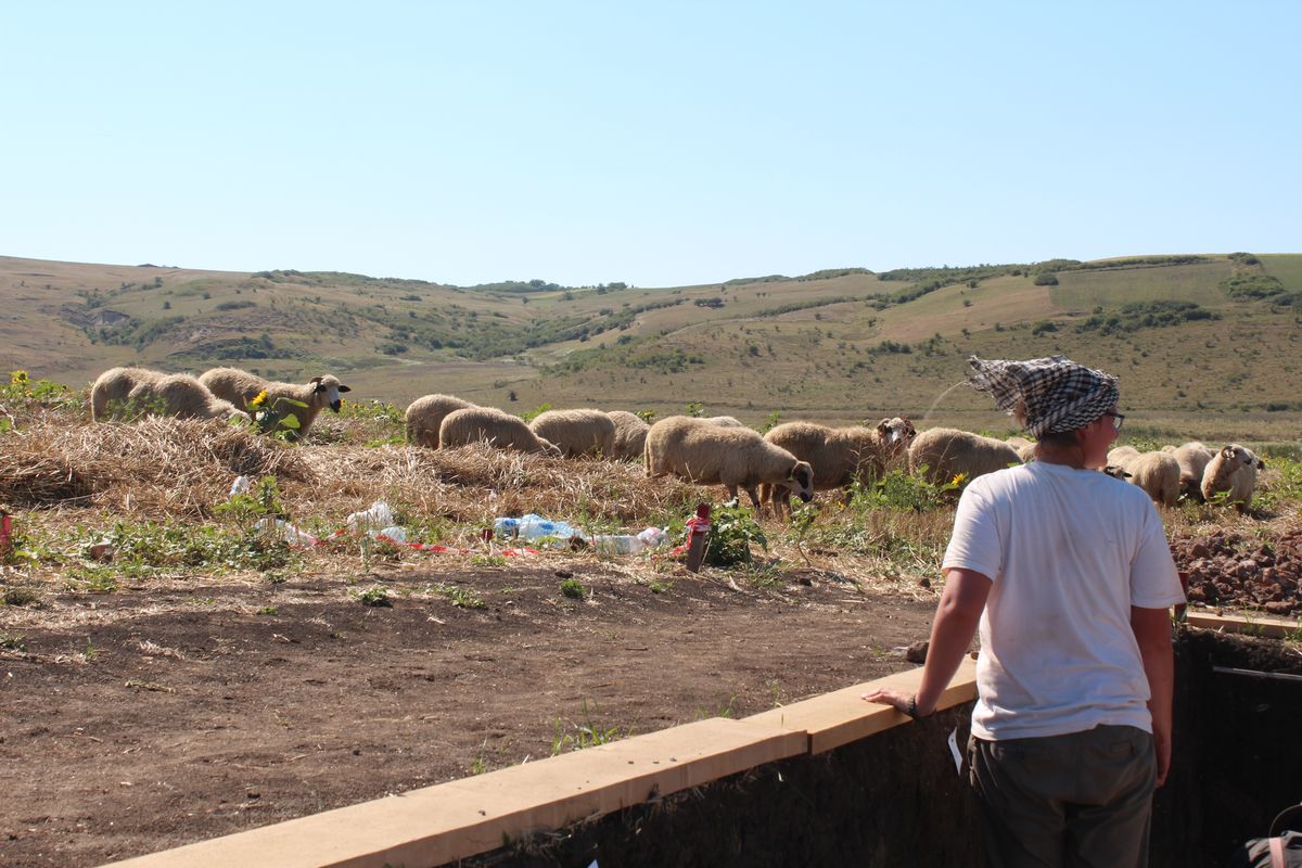 Besuch 2: N. Langer hält ein wachsames Auge auf eine vorbeiziehende Schafsherde.