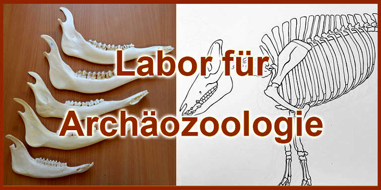 Beitragsbild für Archäozoologisches Labor