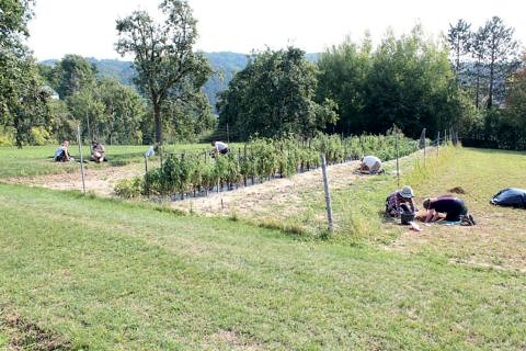 Aschach a.d. Donau: Ausgrabung in zergliederter Fläche.