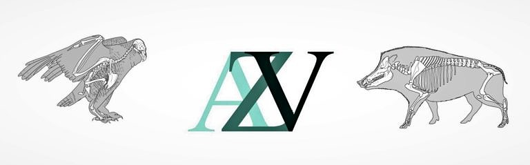 Archäozoologie voneinander lernen: der erste Studierenden-Workshop des Archäozoologenverbandes AZV