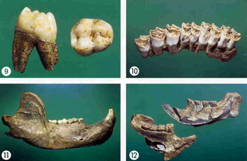 Hunas: Funde (2)