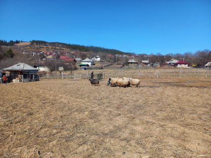 Hangu-Ciriţeni: Wo keine neuen Häuser stehen, stehen Zäune im Weg. Und Tiere!