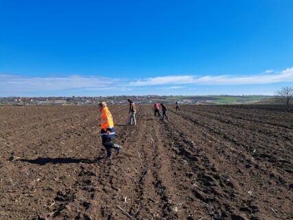 Extensive Feldbegehung - das Team sucht als breite Kette nach Cucuteni-Fundstellen.