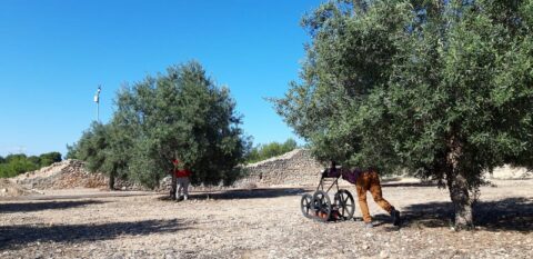 Oliven schmecken gut. Olivenbäume nerven. C. Mischka steht im Wald, F. Gapp versucht, ihm zu entkommen!