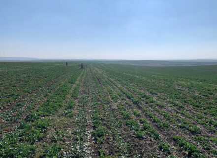 Da ist Laufarbeit angesagt! Kein Auto darf auf das schon bestellte Feld in Văculeşti „La Odaie“.